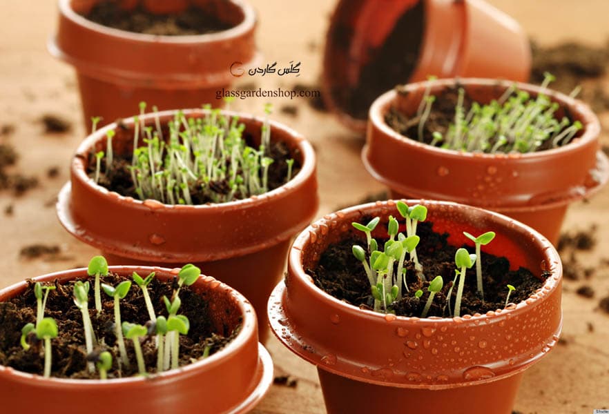 همه چیز درباره روش های مراقبت و پرورش گیاه ارکیده
